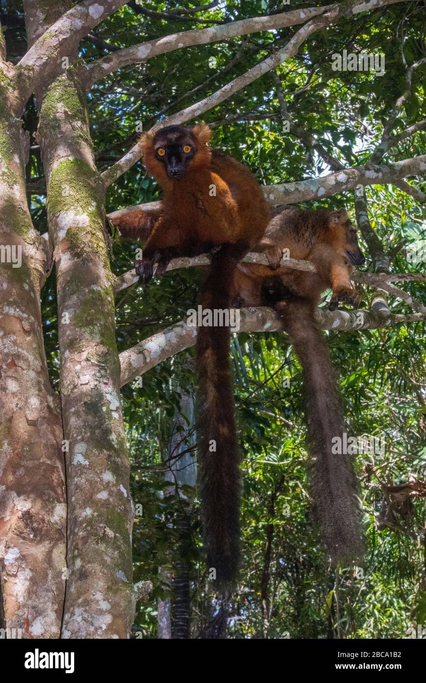 Africa, Madagascar, Akanin 'ny Nofy, Riserva del Palmarium. Lemur nero femmina. Foto Stock