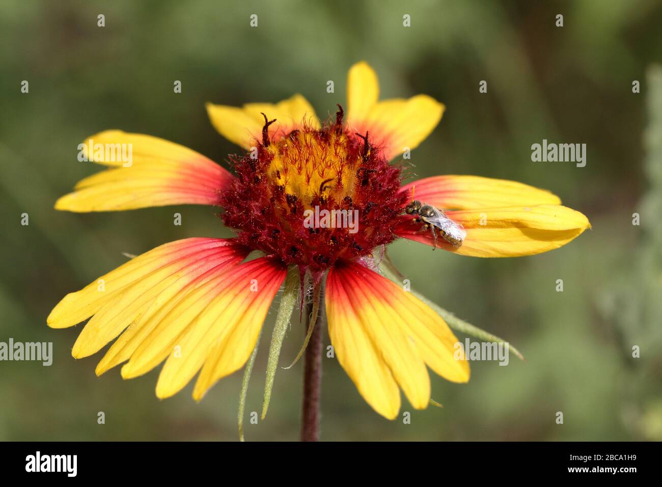 Fiore indiano della coperta (Gaillardia pulchella) che cresce nel suolo sabbioso del New Mexico (Stati Uniti) Foto Stock
