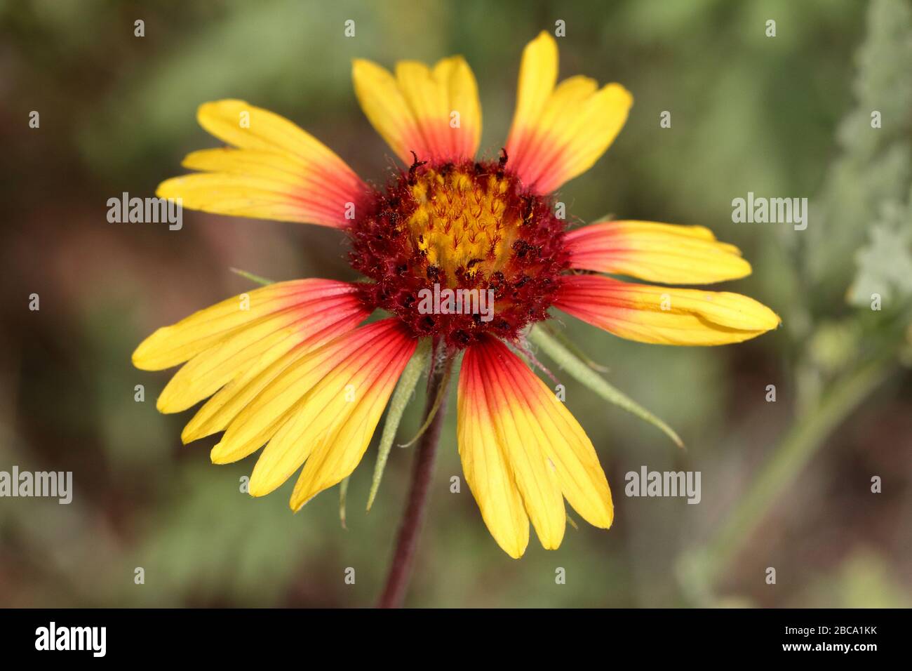 Fiore indiano della coperta (Gaillardia pulchella) che cresce nel suolo sabbioso del New Mexico (Stati Uniti) Foto Stock