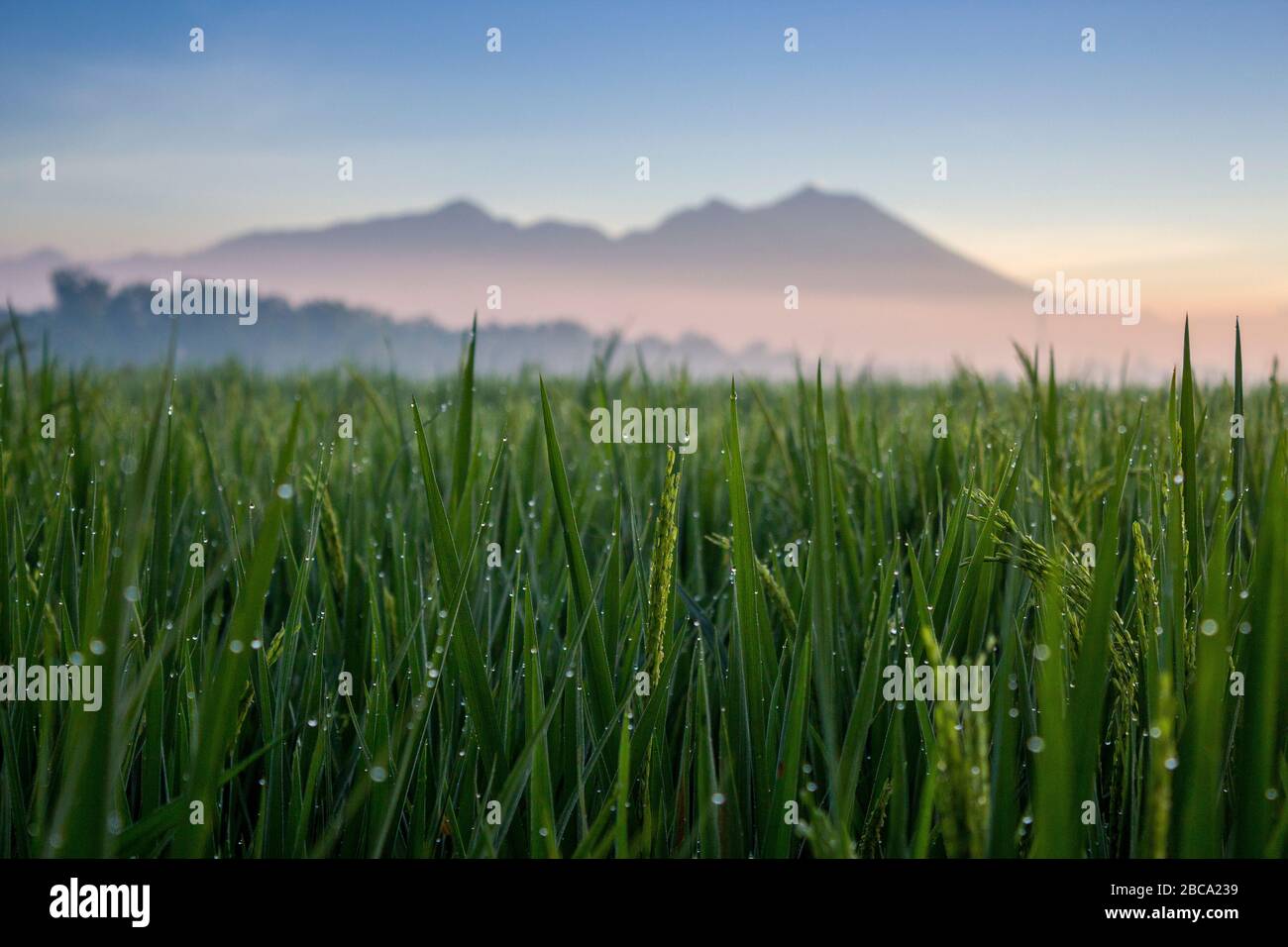 Foto ravvicinate della rugiada nei campi di riso al mattino con uno sfondo sul Monte Rinjani Foto Stock