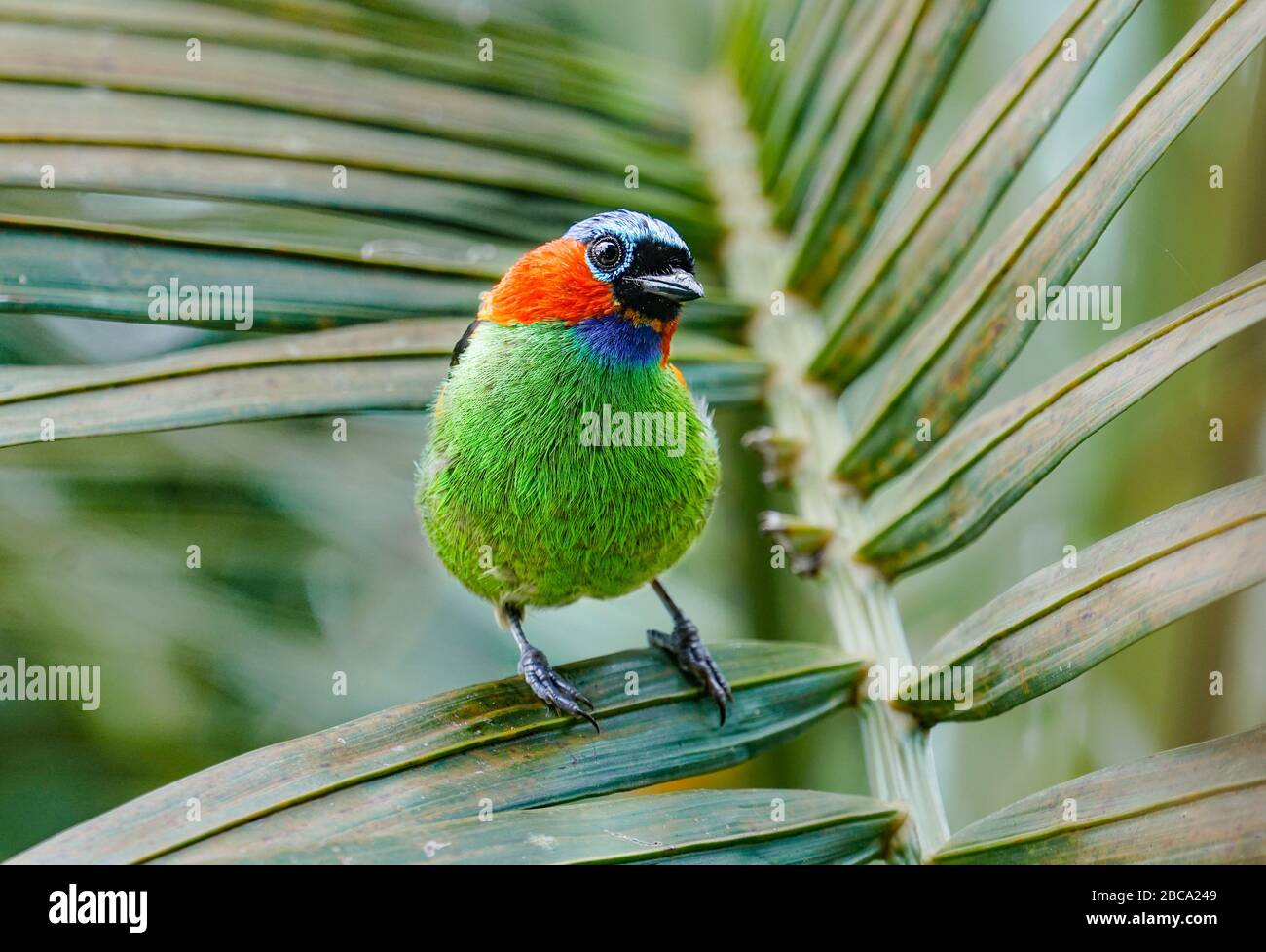 Tanager a collo rosso (Tangara cianocephala) Foto Stock
