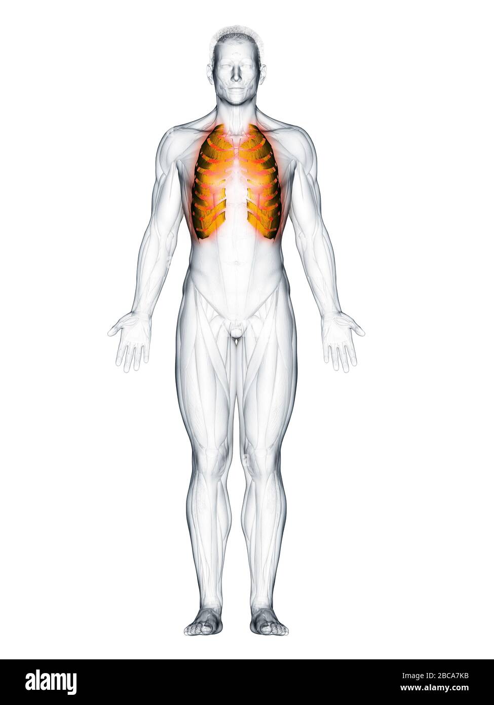 Muscoli intercostali, illustrazione. Foto Stock