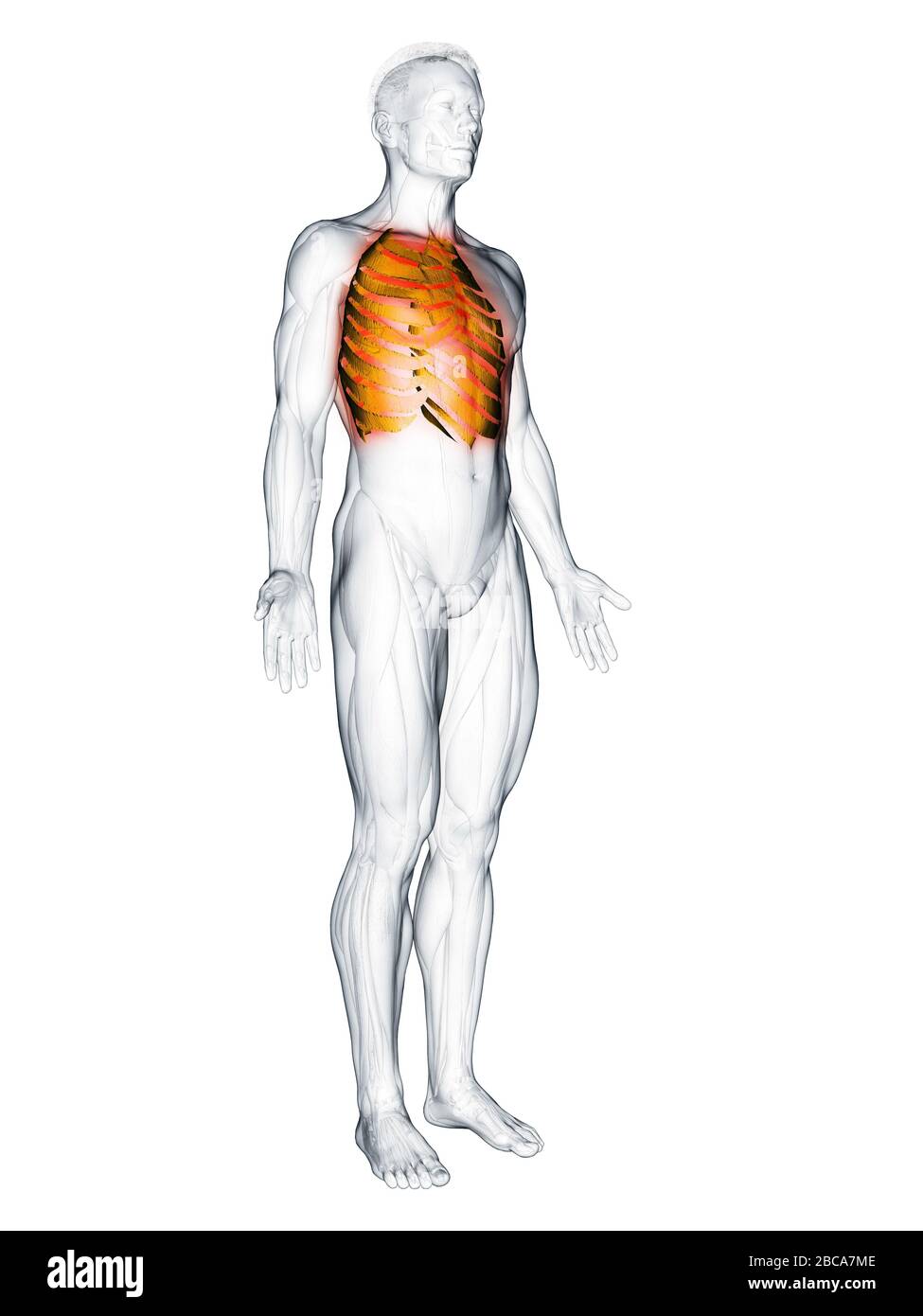 Muscoli intercostali, illustrazione. Foto Stock
