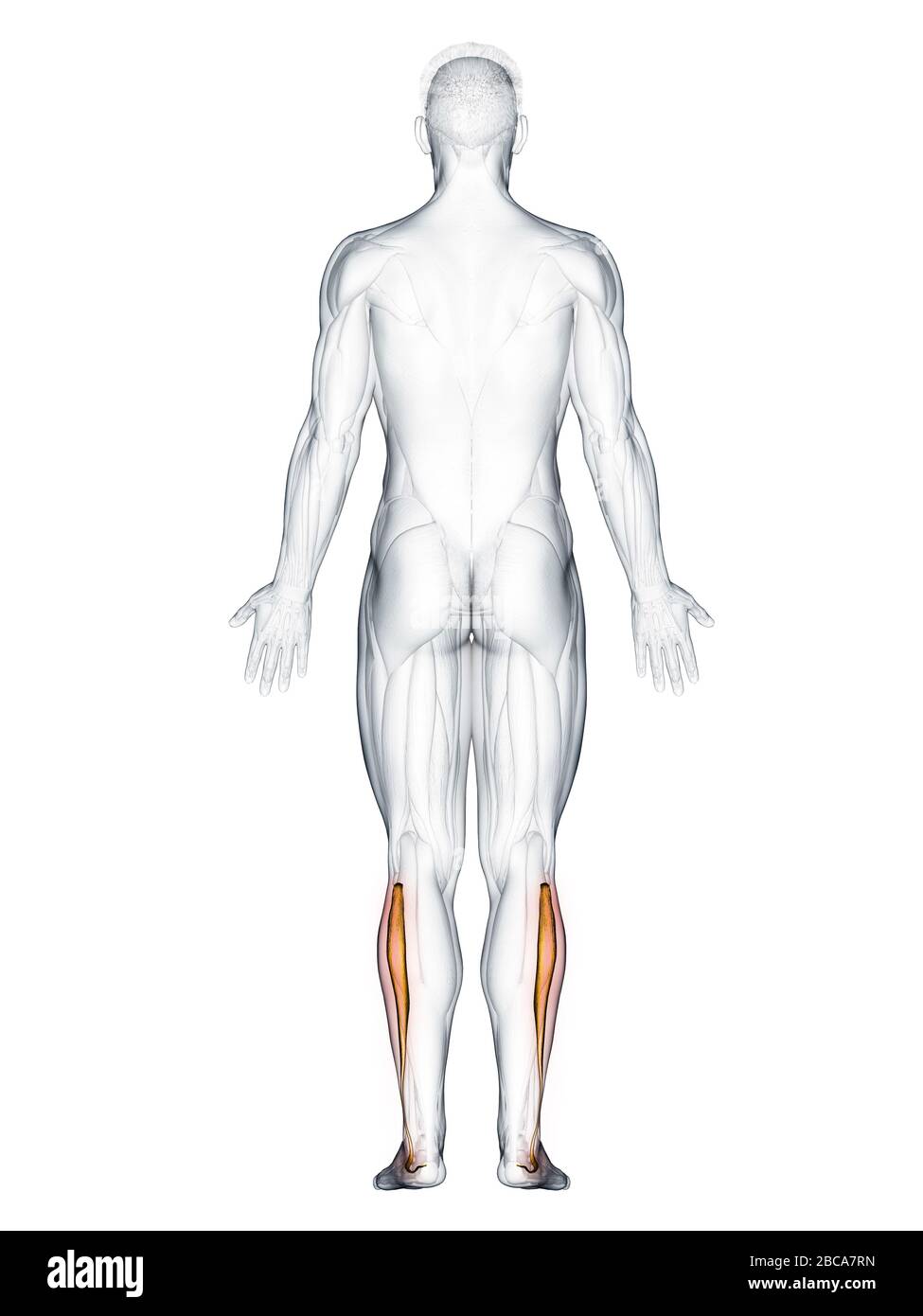 Peroneus longus muscolo, illustrazione. Foto Stock