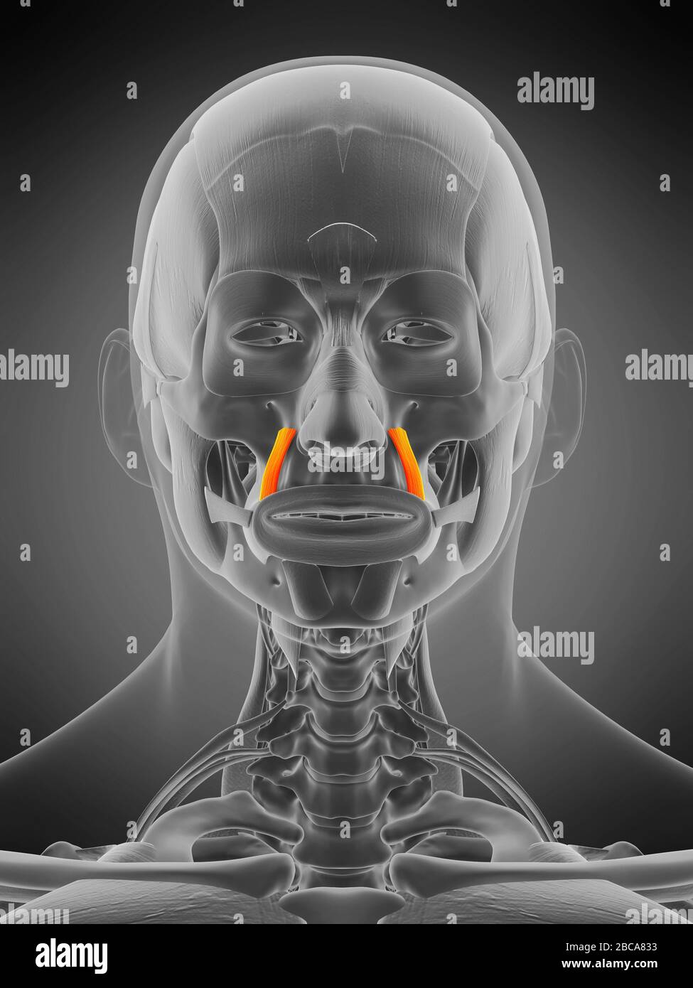 Levator anguli oris muscolo, illustrazione. Foto Stock