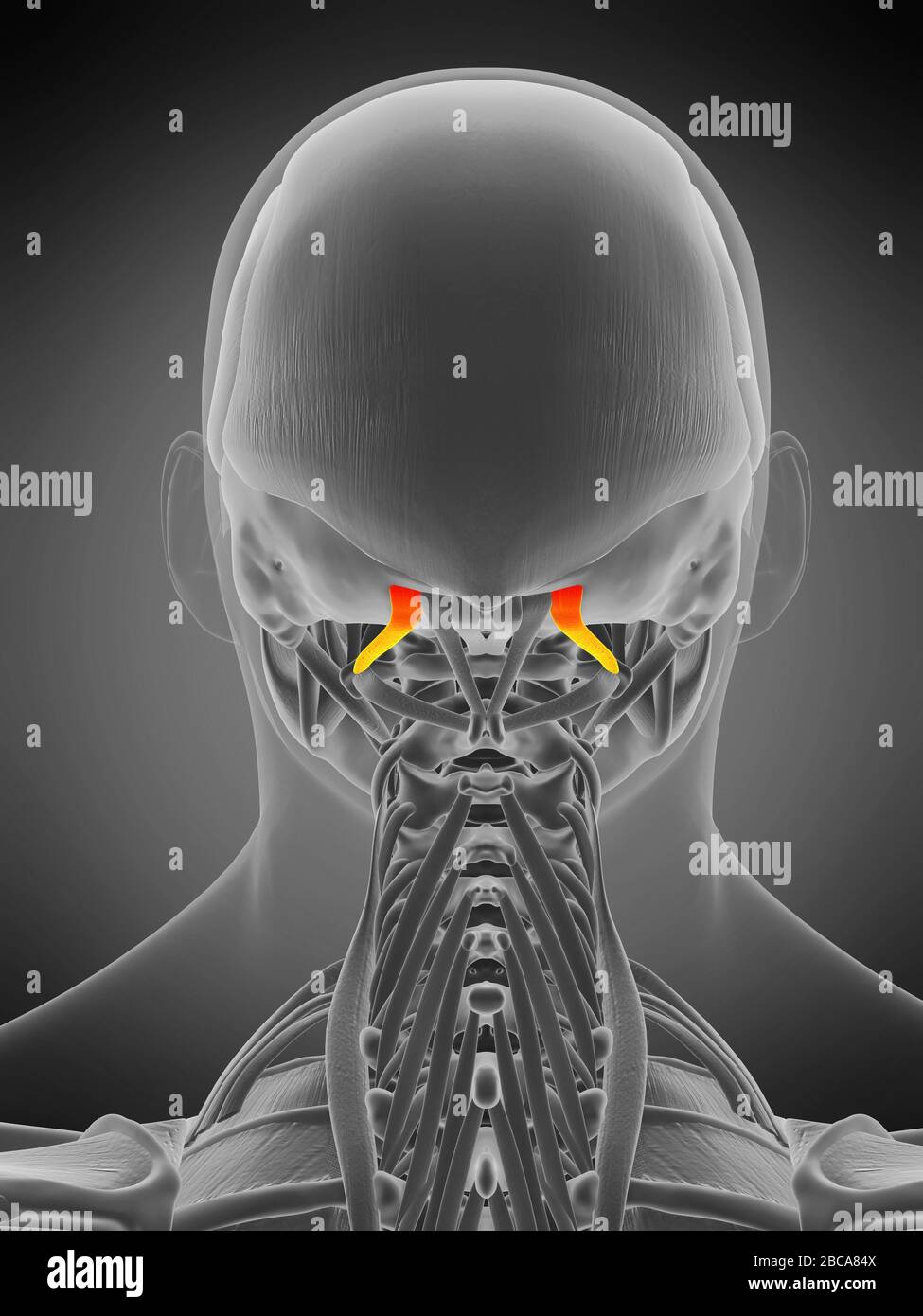 Muscolo superiore della capite dell'oblio, illustrazione. Foto Stock