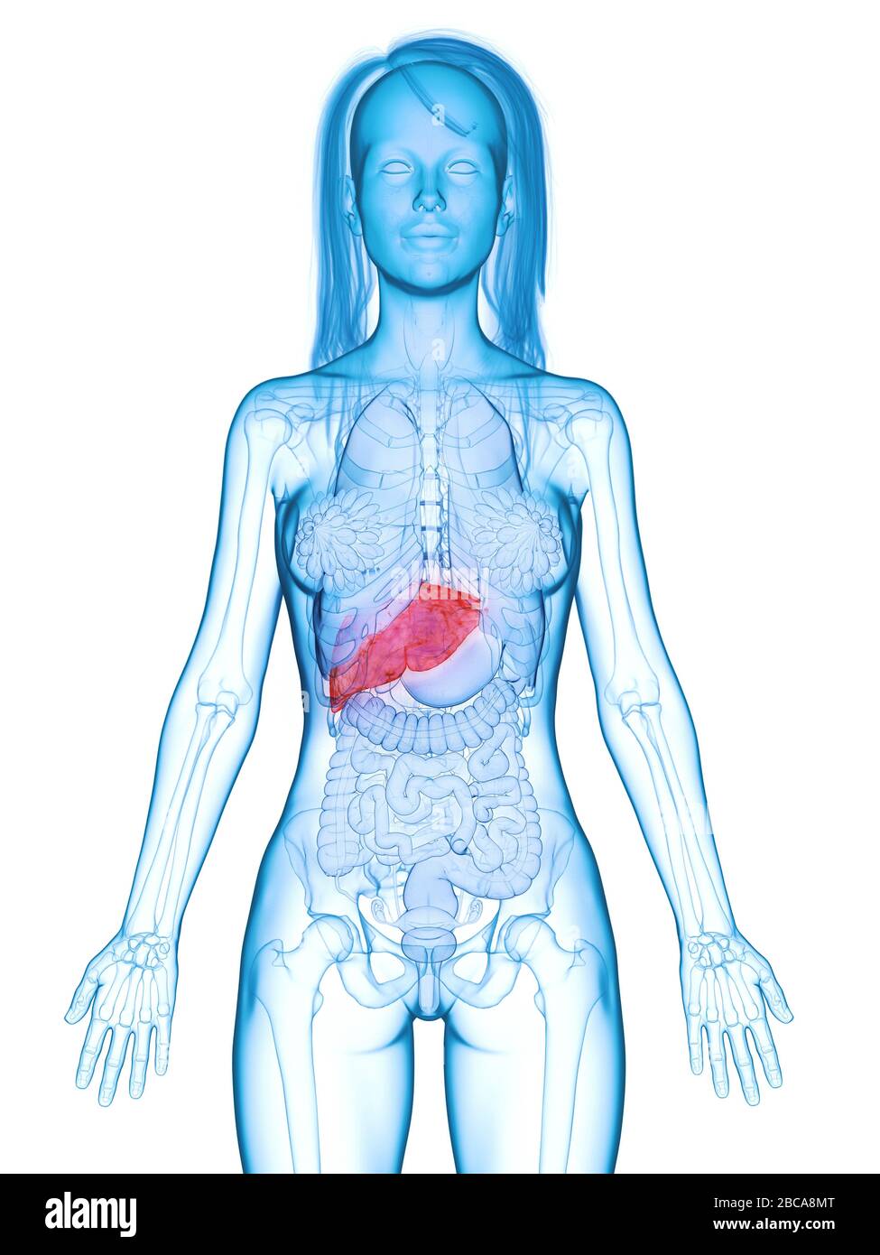 Fegato malato, illustrazione. Foto Stock