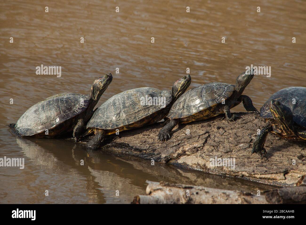 Una balla di tartarughe. Foto Stock