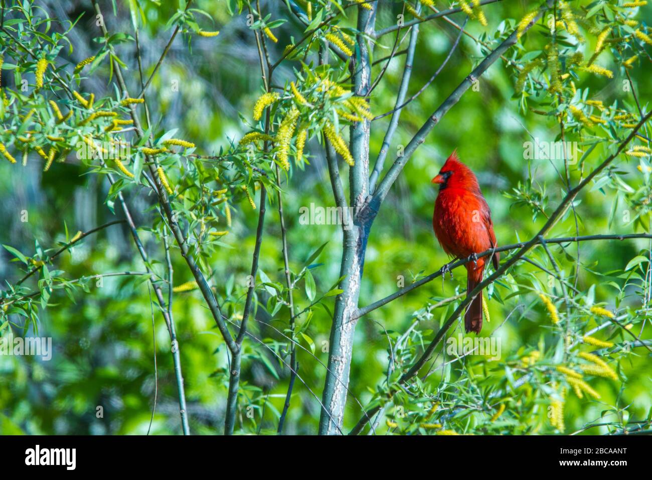 cardinale maschile appollaiato su un arto. Foto Stock