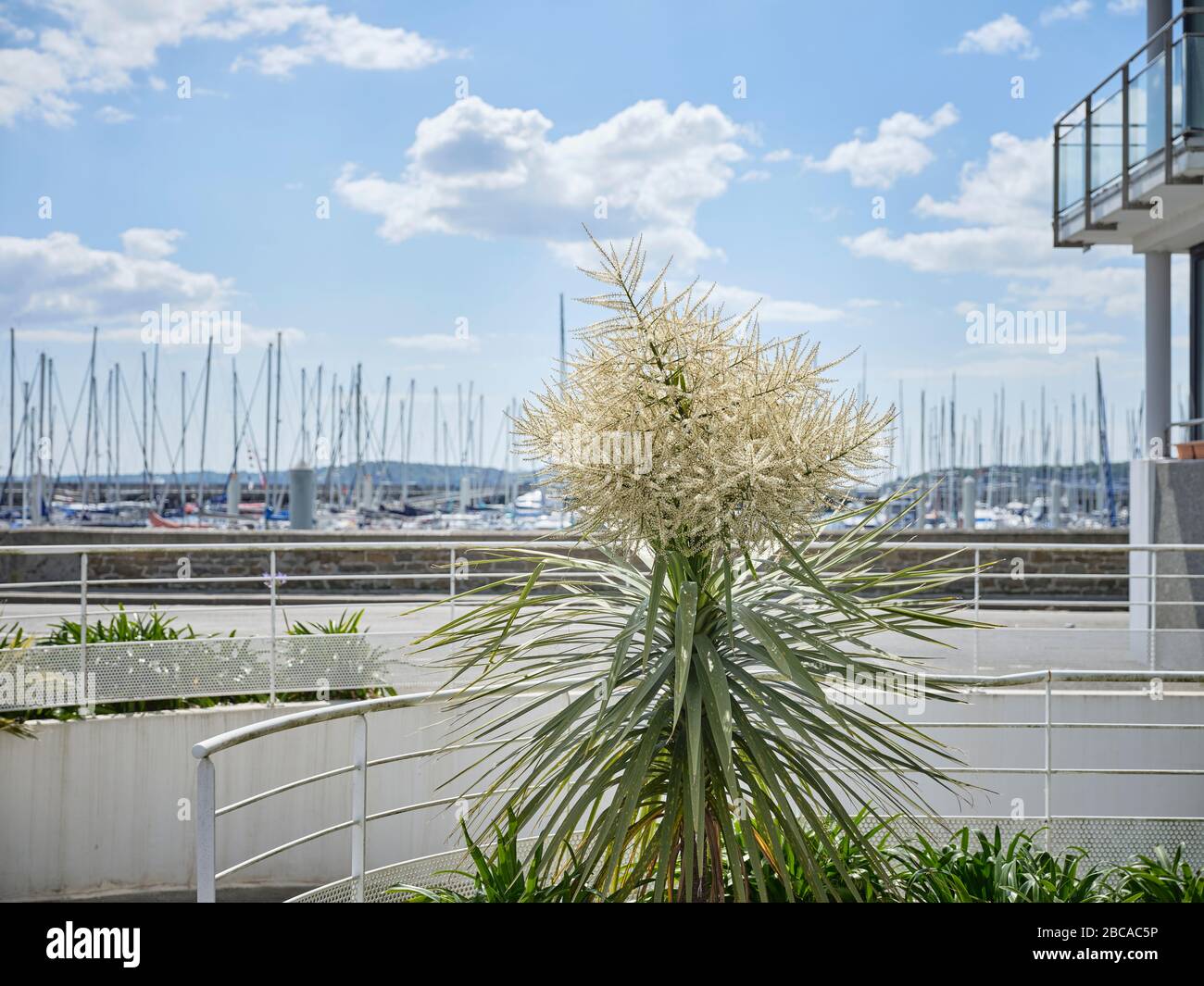 Un albero di palma in fiore all'ingresso di un edificio residenziale presso il porto turistico di Brest in Bretagna. Foto Stock