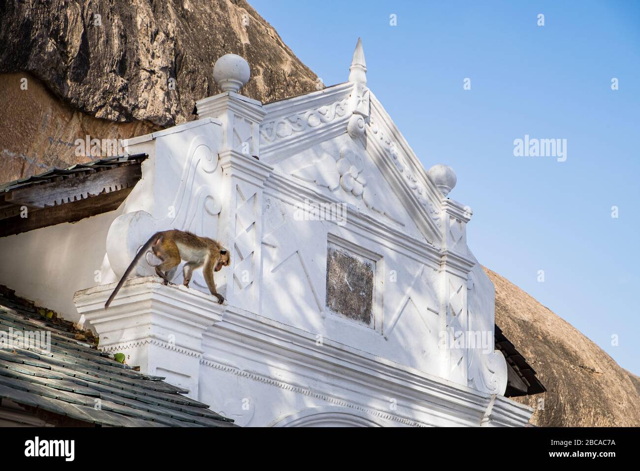 Una scimmia rhesus sale sulla facciata del tempio grotta a Dembulla, Sri Lanka Foto Stock