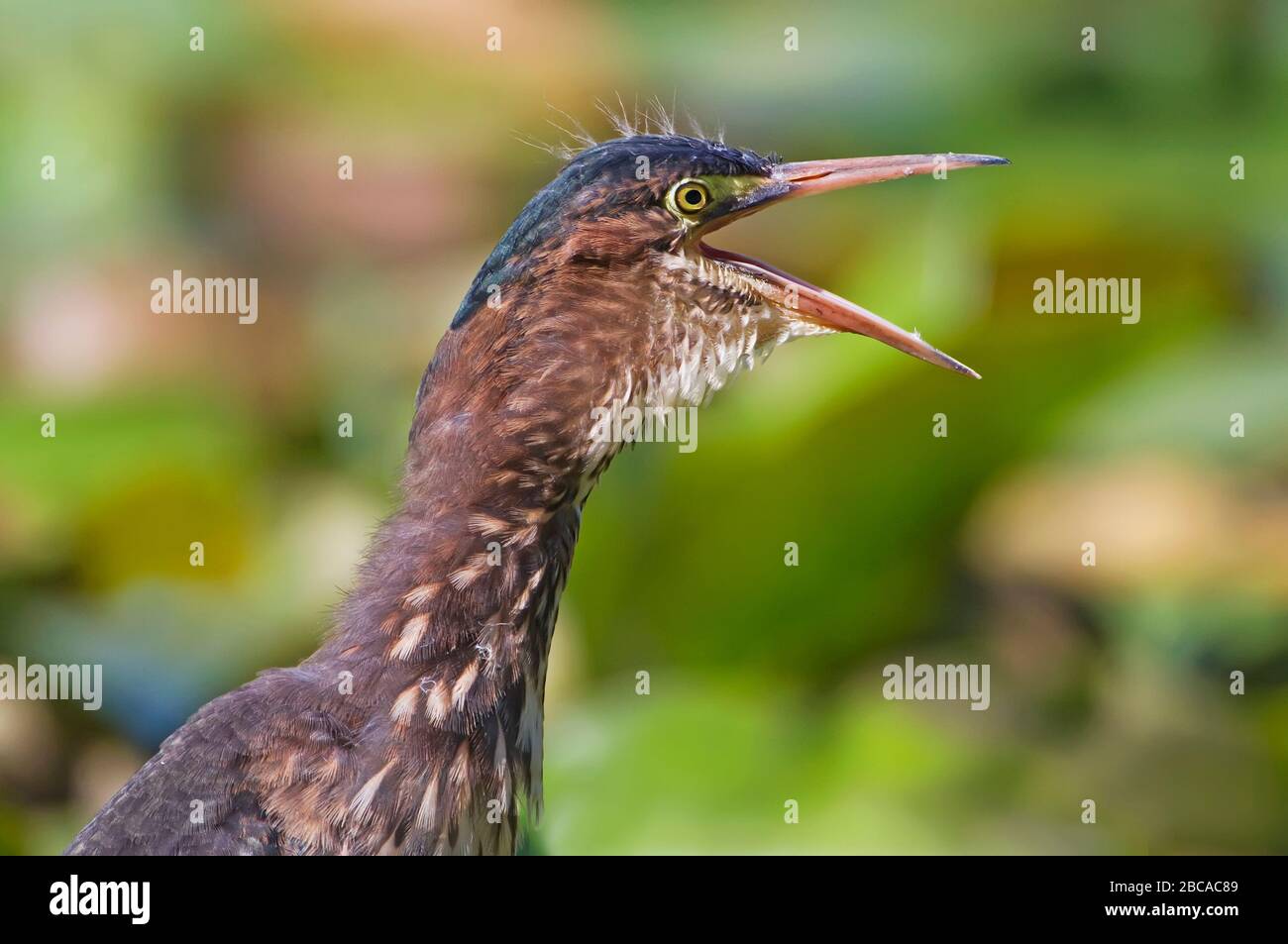 Airone verde che sbava da vicino Foto Stock