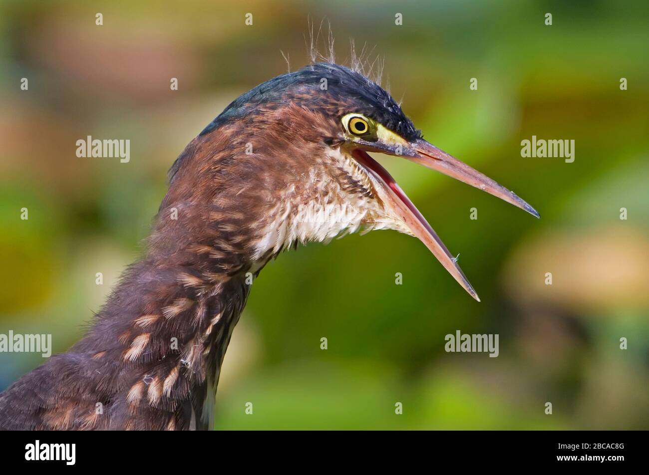 Airone verde che sbava da vicino Foto Stock