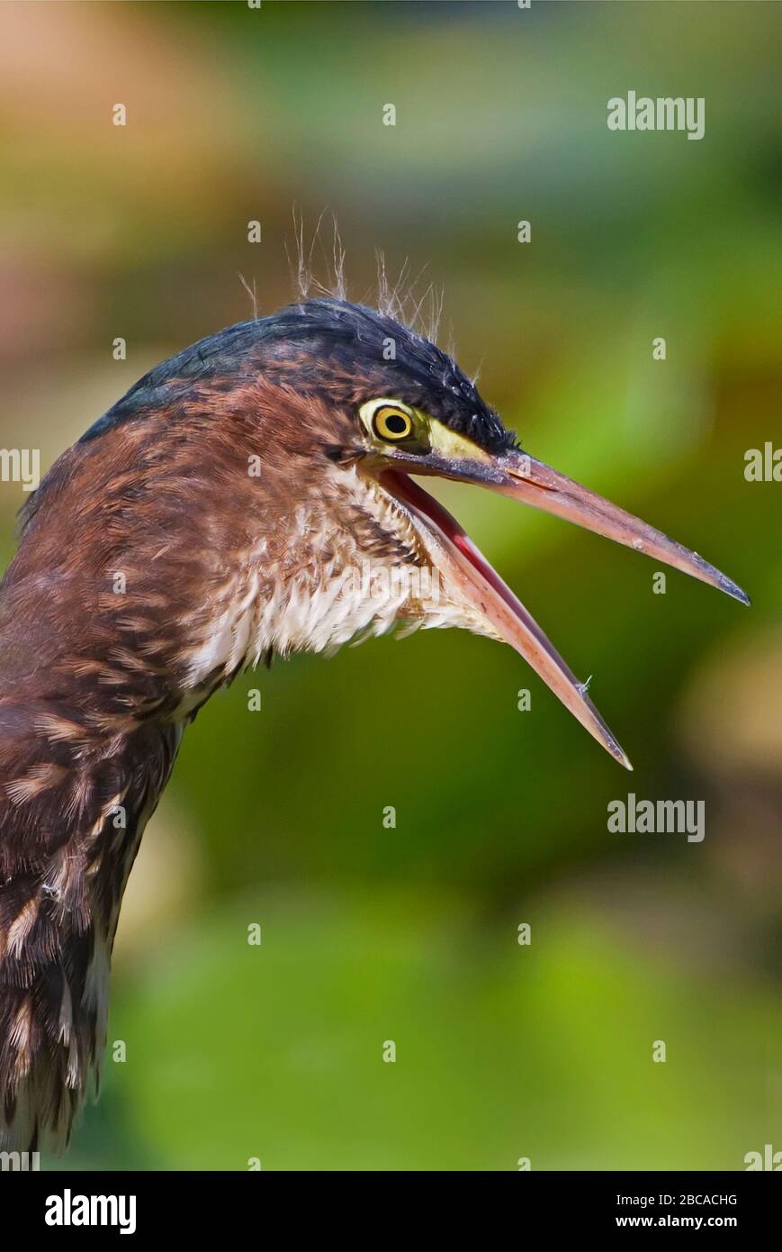 Airone verde che sbava da vicino Foto Stock