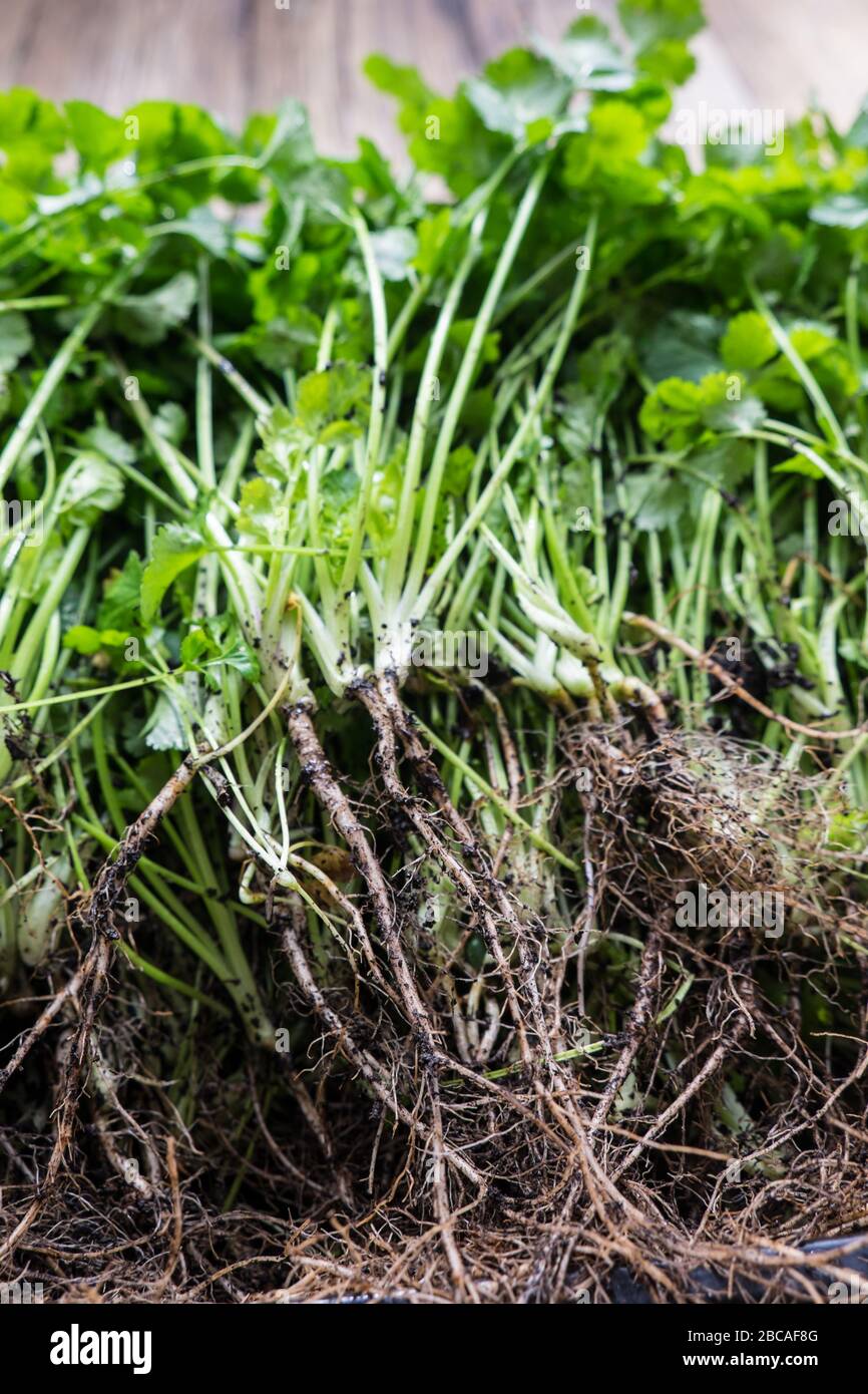 Radici fangose con sporcizia di coriandolo organico appena raccolto o erbe coriandolo - profondità poco profonda del campo Foto Stock