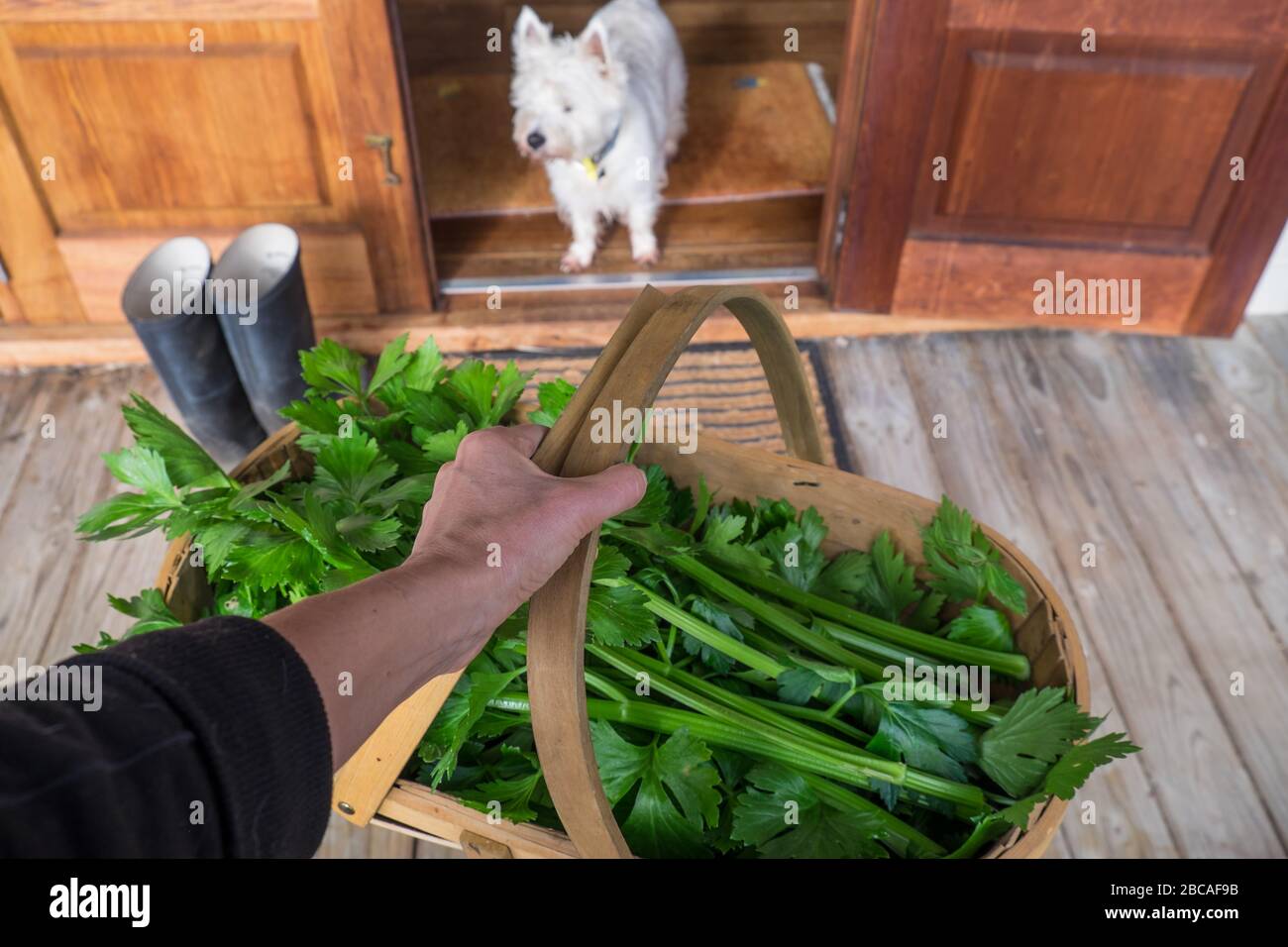 Giardiniere che tiene cestino di raccolta di sedano fuori della casa ponte con cane che guarda Foto Stock