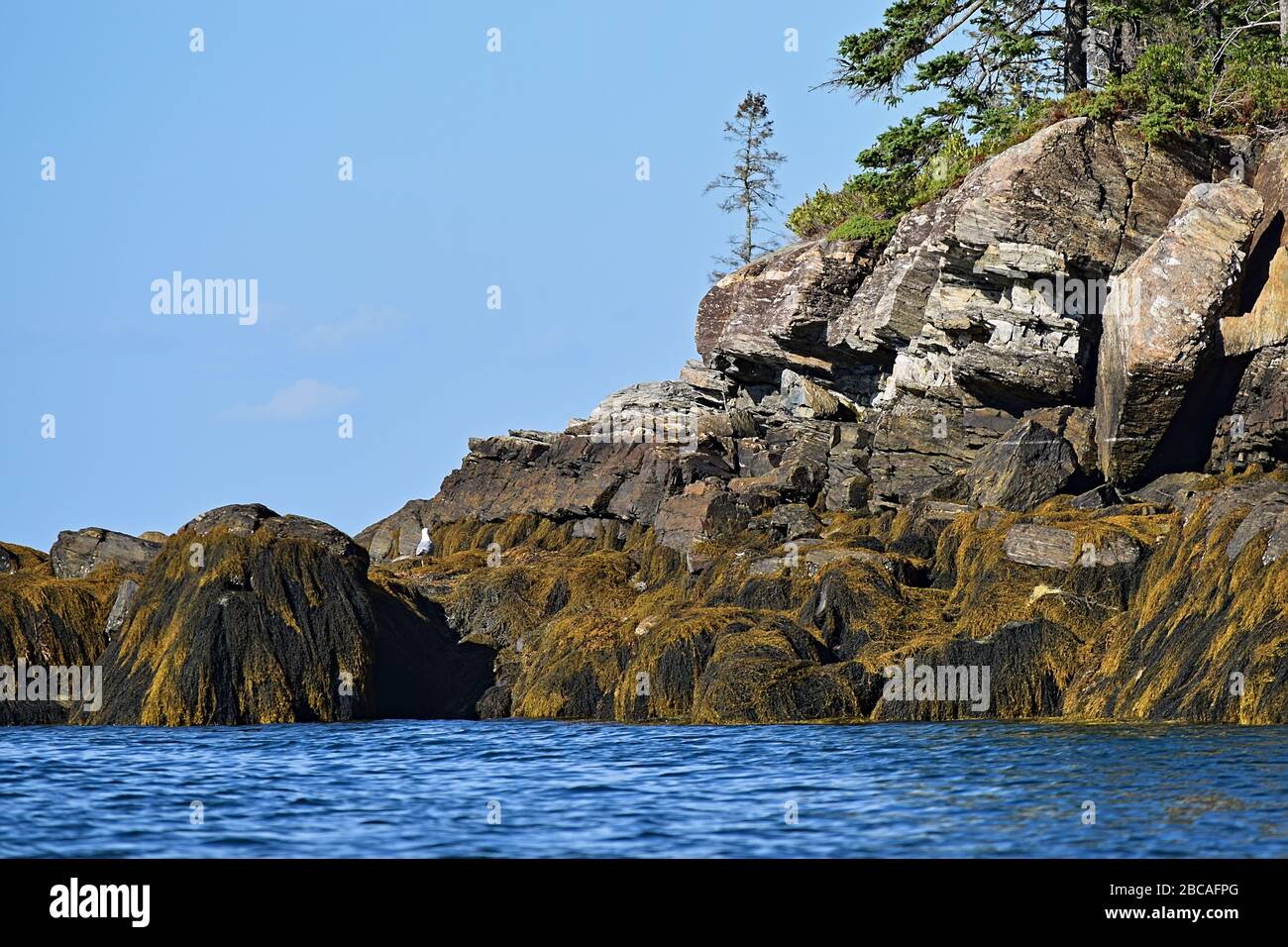 Alghe di mare rocce coperte sulla costa del maine nel parco nazionale di acadia vicino a Bar Harbor con gabbiano di mare arroccato su falesia. Foto Stock