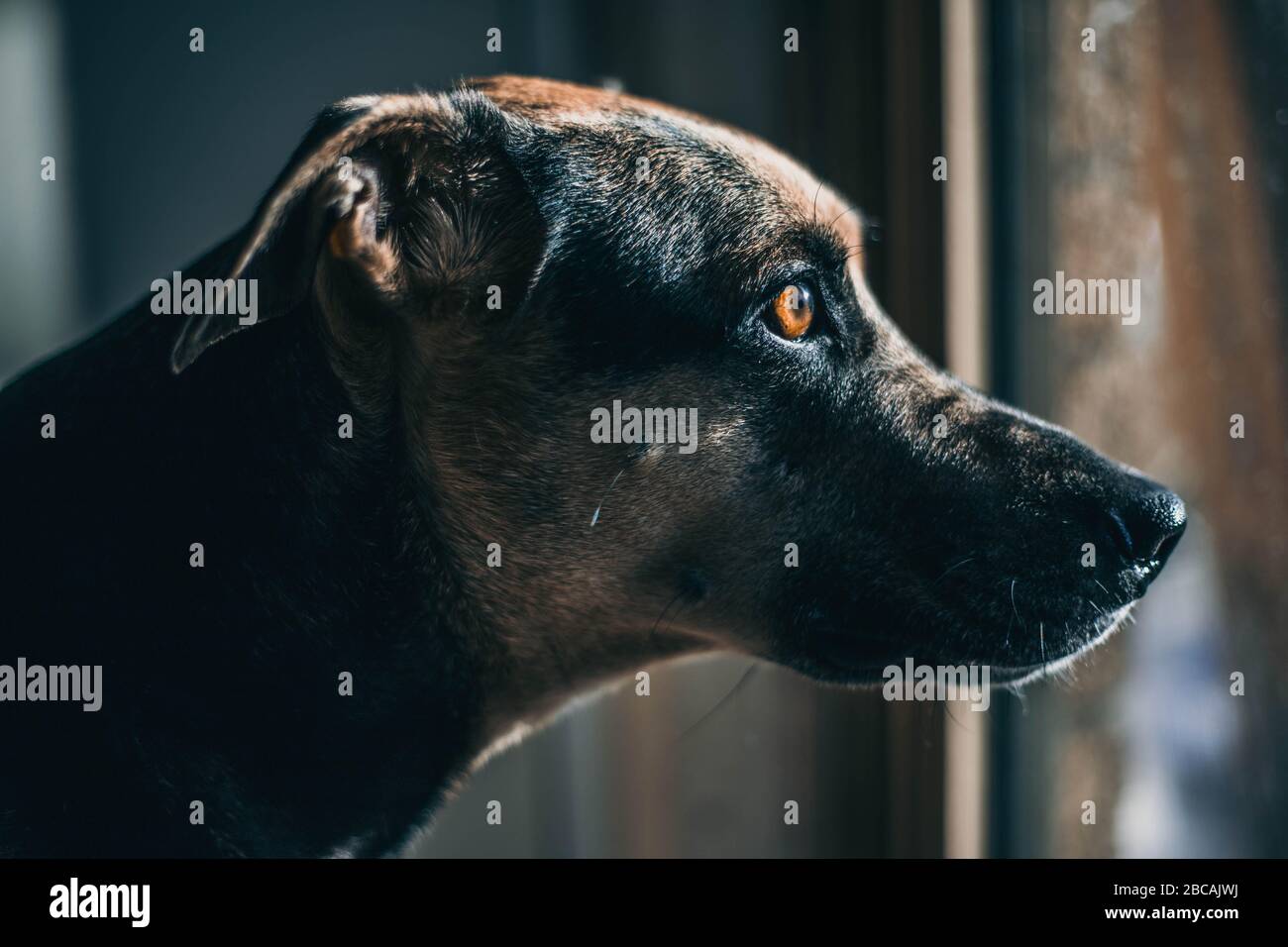 Cane australiano kelpie dentro la casa guardando fuori Foto Stock