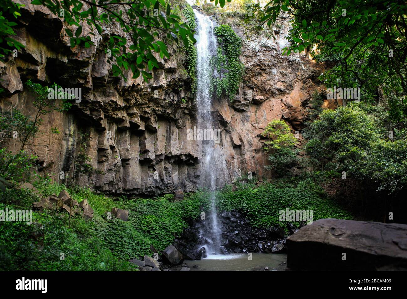 Le cascate Purling Brook sono una cascata impressionante all'interno della foresta pluviale di Gondwana, patrimonio mondiale dell'umanità, nel Parco Nazionale di Springbrook. Foto Stock