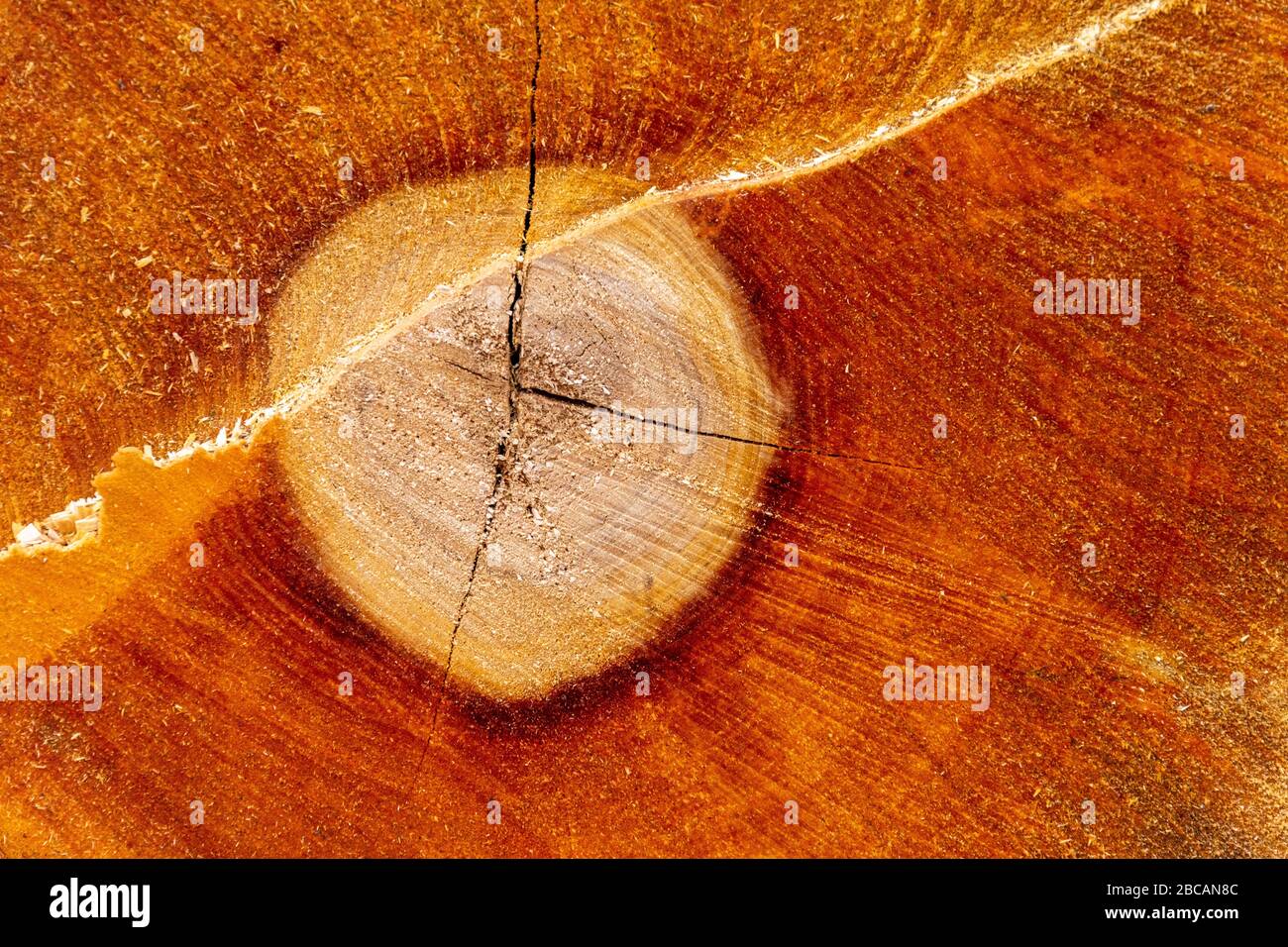 Sezione ad albero, superficie di taglio di un albero abbattuto. Foto Stock