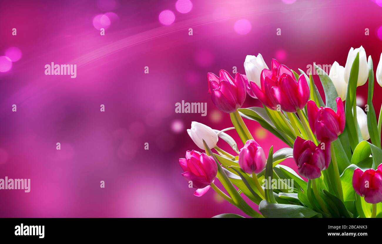 Tulipani su sfondo rosa bokeh Foto Stock