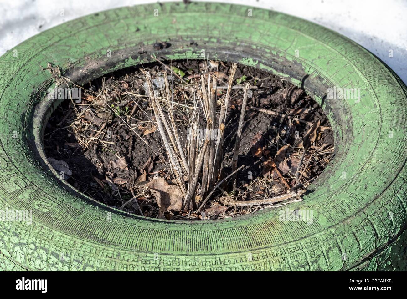 Vecchio pneumatico dipinto con vernice verde nel cortile. Foto Stock