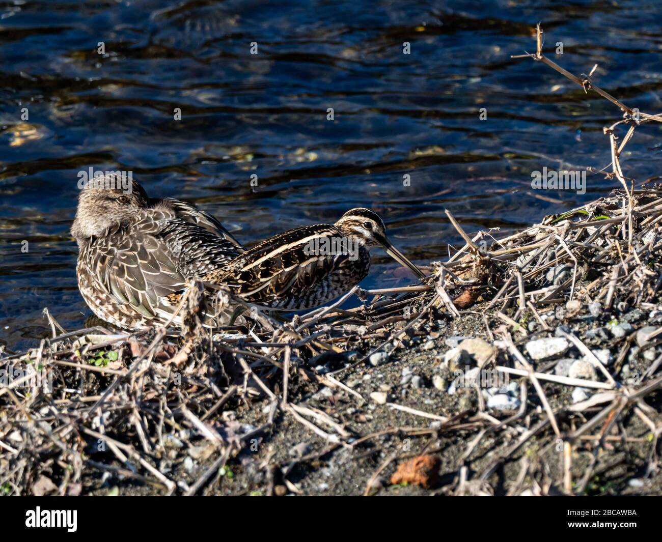 Un comune snipe, Gallinago gallinago, si trova nel pennello accanto al fiume Hikiji a Yamato, Giappone. Foto Stock