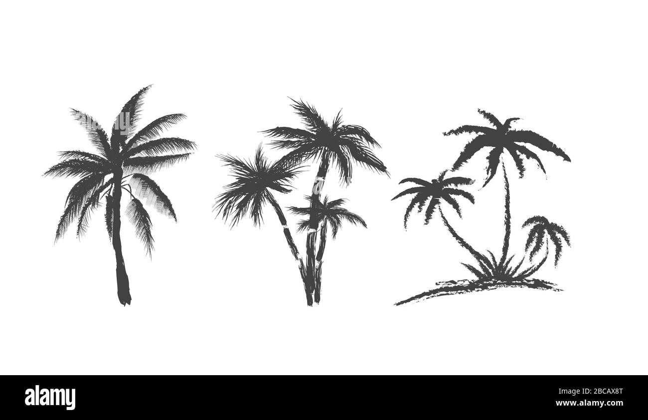 Set di palme su sfondo bianco isolato. Silhouette alberi di cocco Illustrazione Vettoriale