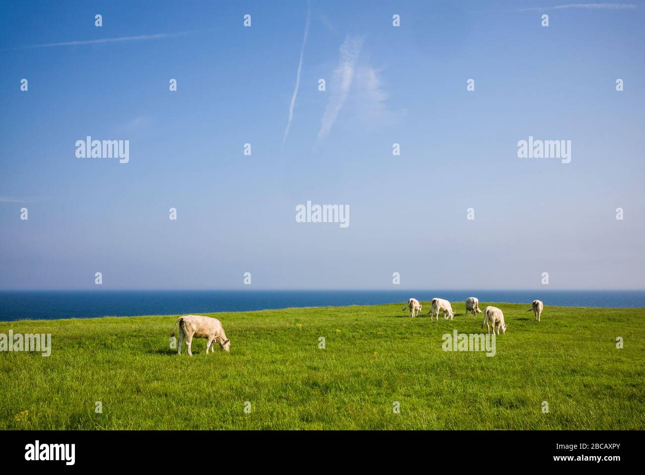 Svezia, Svezia meridionale, Kaseberga, campo con mucche Foto Stock