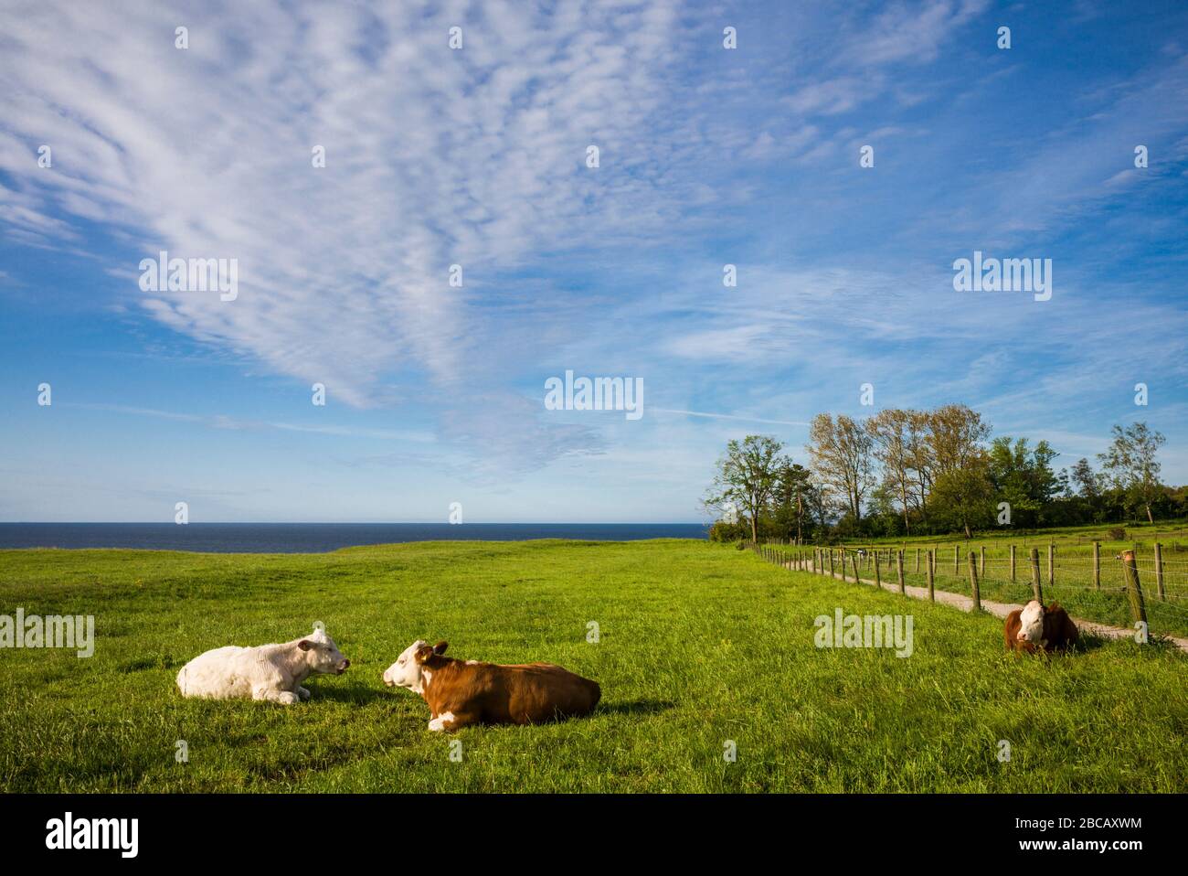 Svezia, Svezia meridionale, Kaseberga, campo con mucche Foto Stock
