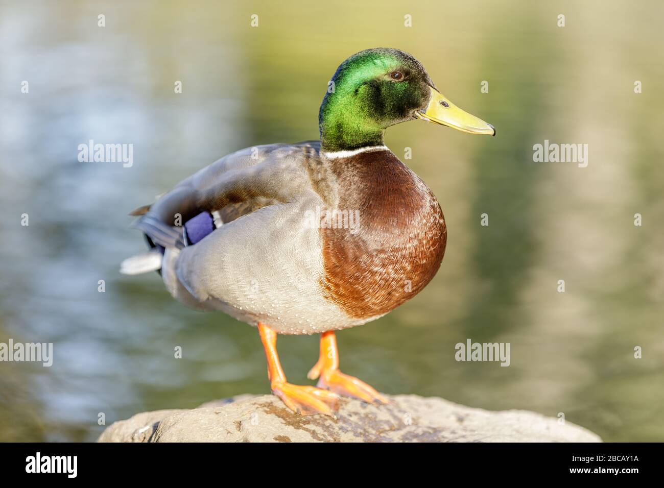 Mallard Male mostra il suo piumaggio colorato. Foto Stock