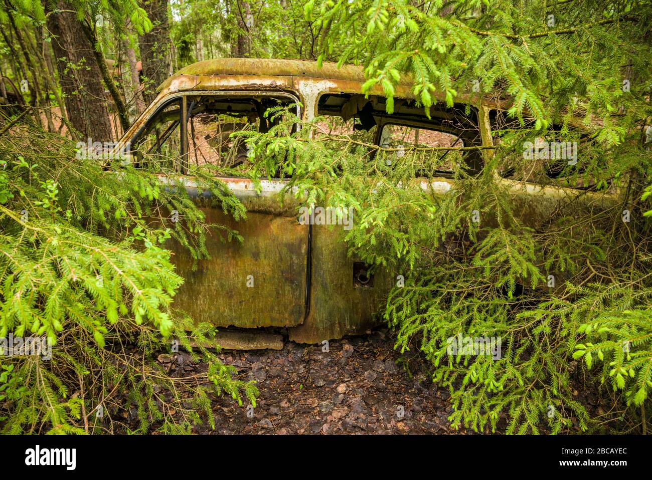Svezia, Smaland, Ryd, Kyrko Mosse Car Cemetery, ex junkyard ora pubic Park, junked automobili Foto Stock