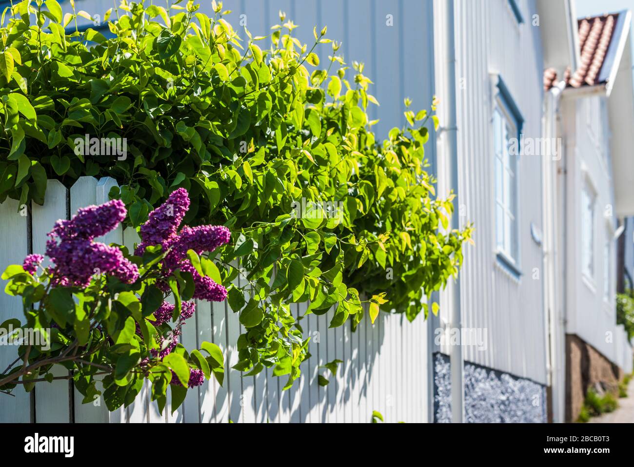 Svezia, Bohuslan, Isola di Tjorn, Ronnang, lilacs, primavera Foto Stock