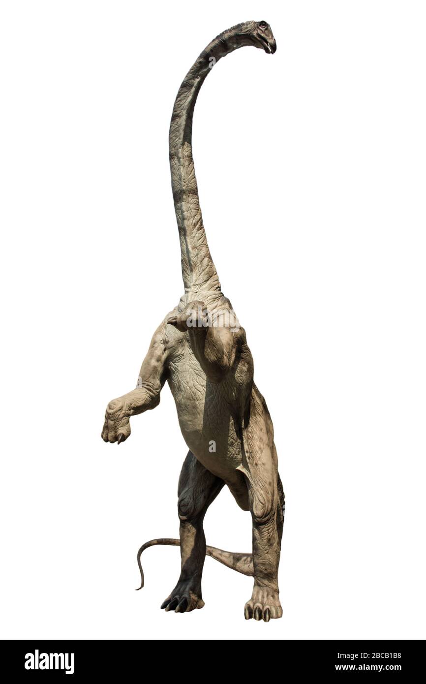 Ritratto di un brontosauro erbivoro bruno in piedi in posizione eretta isolato su sfondo bianco. Foto Stock