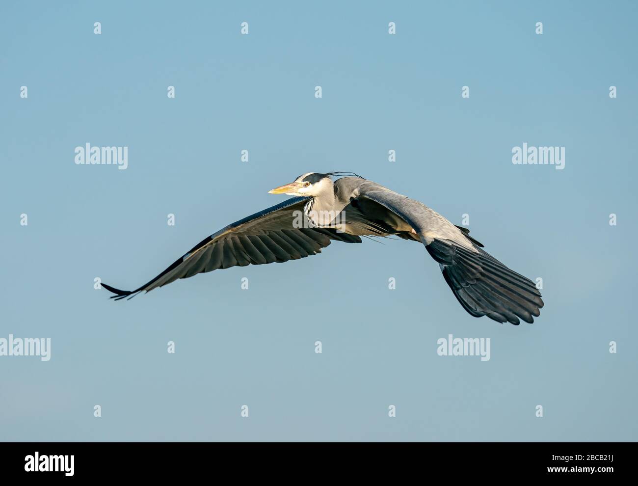 Heron Foto Stock