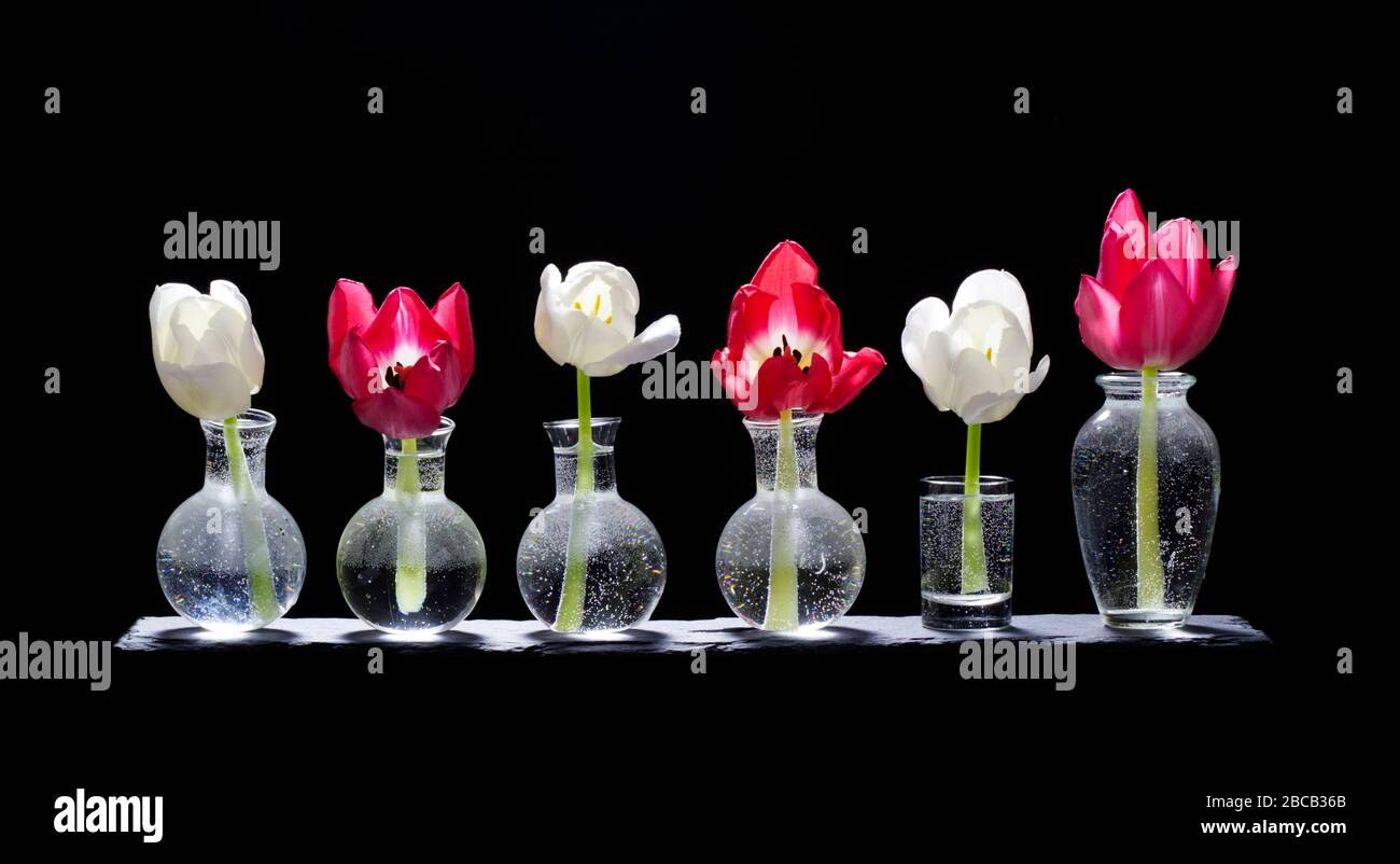 Tulipani in vasi di vetro su una tavola di ardesia Foto Stock