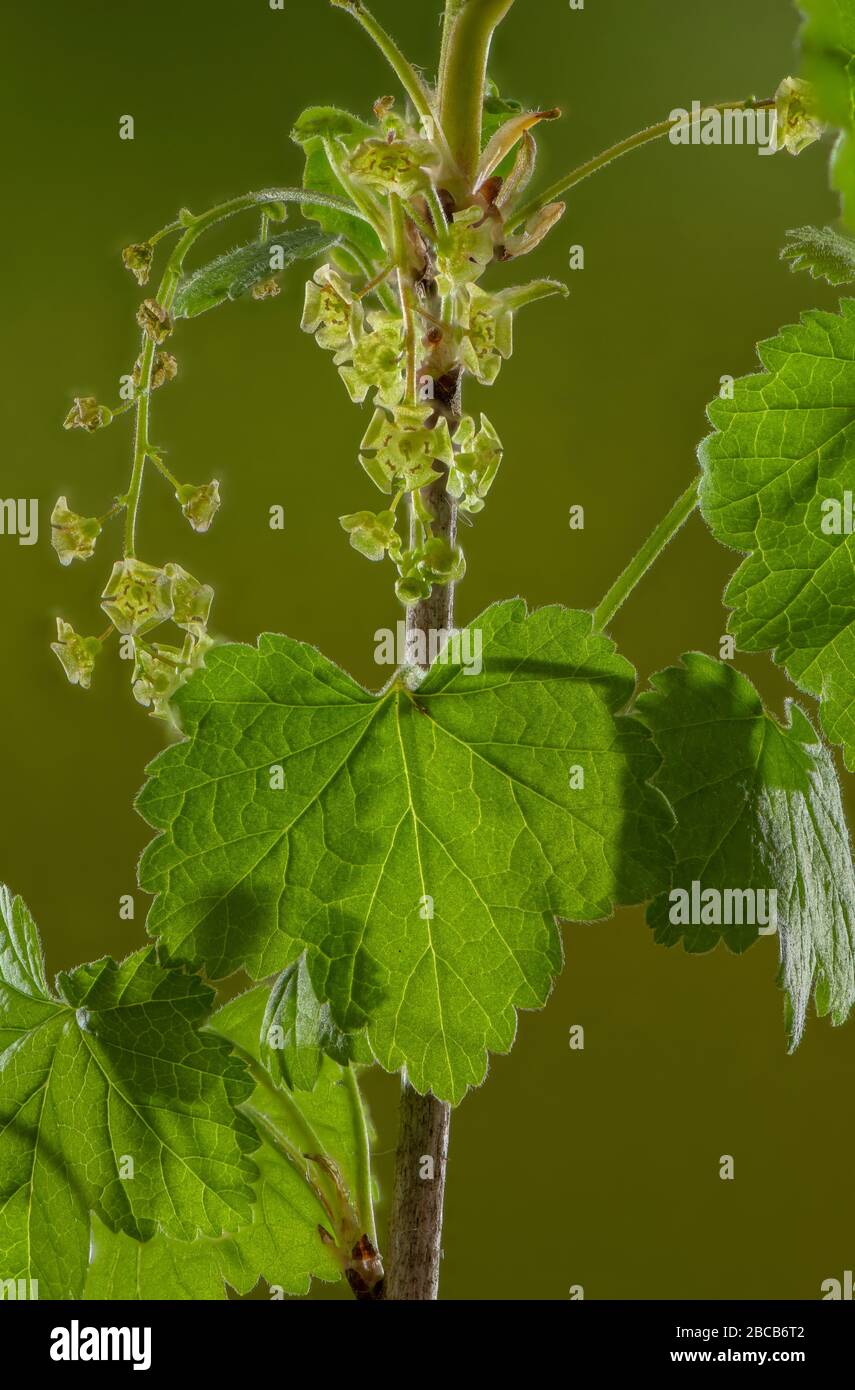 Fiori di ribes rosso, rubricio Ribes, all'inizio della primavera. Foto Stock