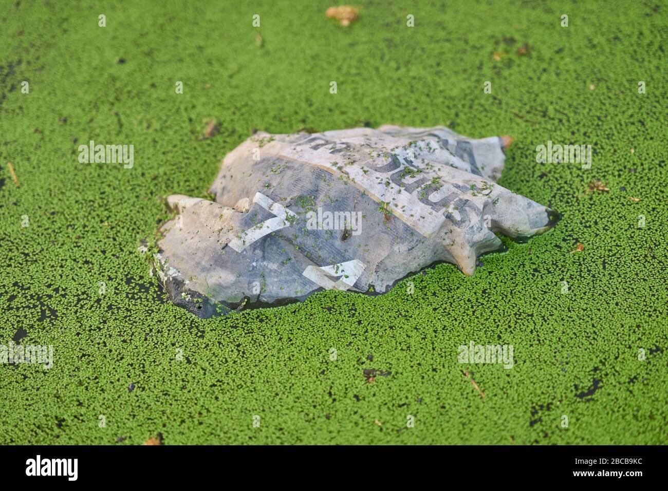 Un sacchetto di plastica parzialmente sommerso in uno stagno coperto in pondweed verde. Foto Stock