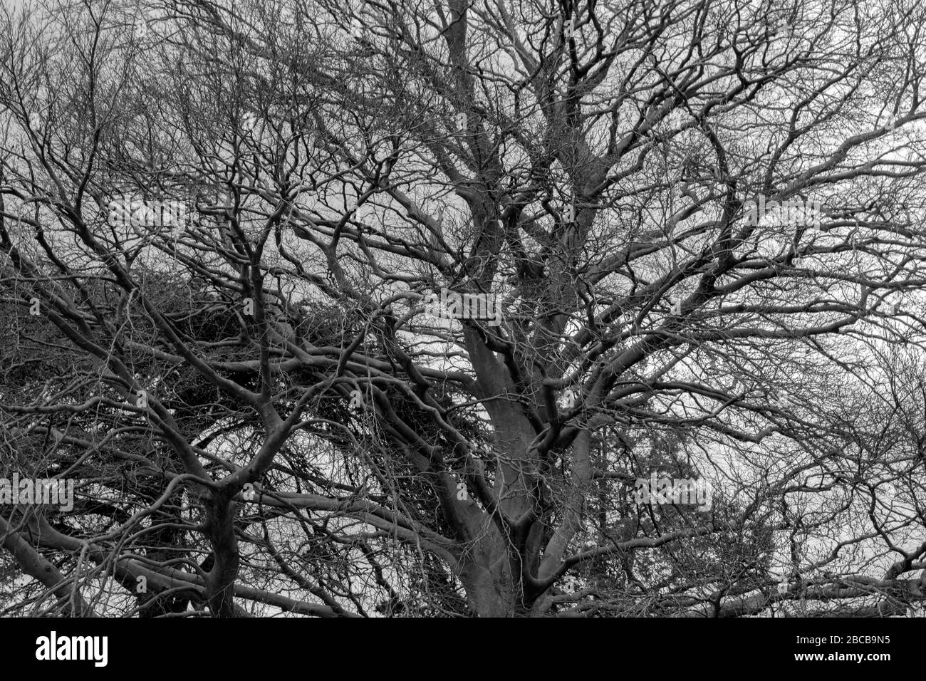 Chiudi sfondo albero vuoto in bianco e nero Foto Stock