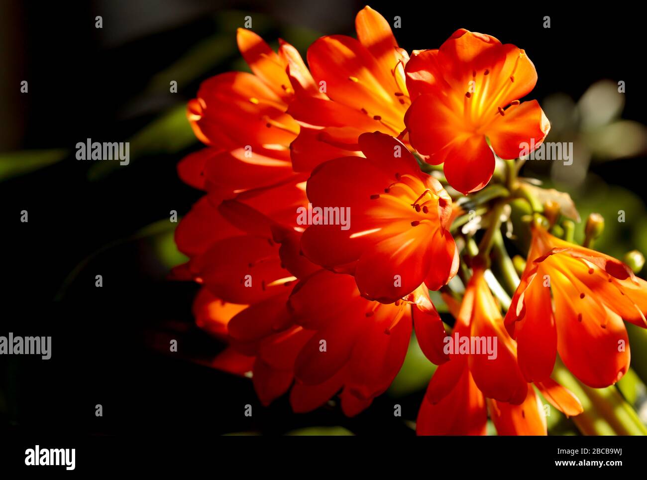 Bella clivia miniata arancione fiorita dalla finestra Foto Stock