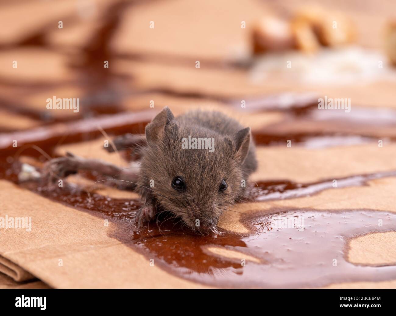 Topo grigio intrappolato che lecca veleno dal cartone Foto Stock
