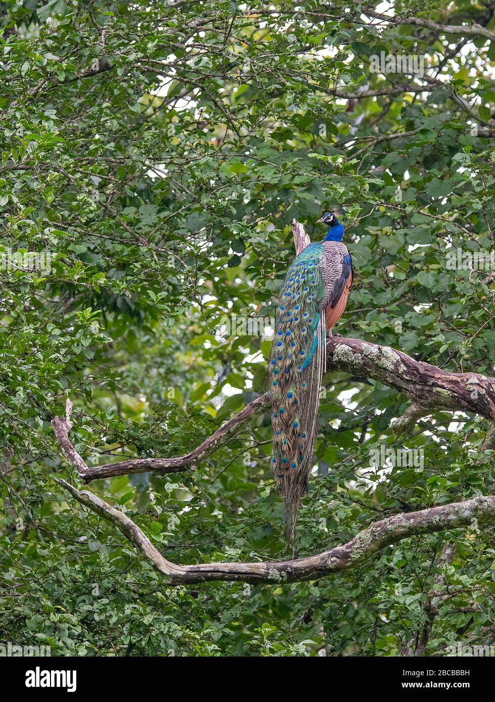 Un pavone indiano arroccato su un ramo del Nagarhole National Park, Kabini, Karnataka, India Foto Stock