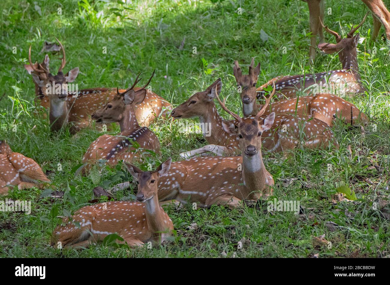 Un gregge di cervo punteggiato che riposa nella foresta del Parco Nazionale di Nagarhole, Kabini, Karnataka, India Foto Stock