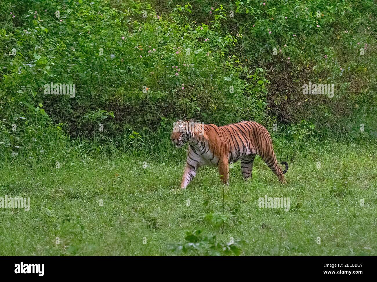 Una tigre che cammina nella foresta del Parco Nazionale di Nagarhole, Kabini, Karnataka, India Foto Stock