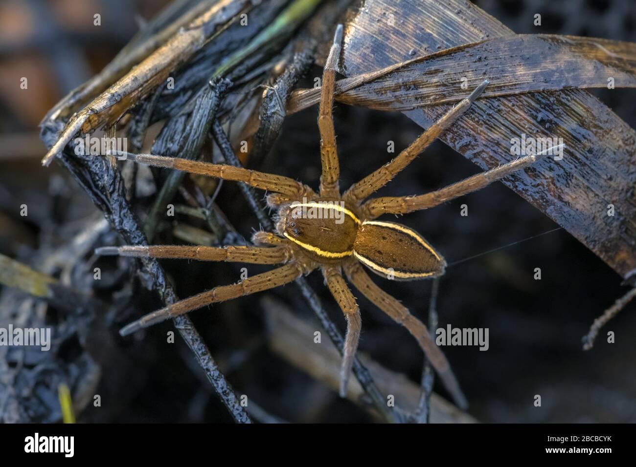Il ragno di zattera o il ragno di zattera (Dolomedes plantarius) è una specie europea di ragno della famiglia Pisauridae. Foto Stock