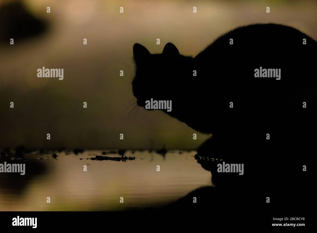 Gatto domestico (Felis silvestris catus) caccia nel giardino di notte. I gatti domestici uccidono milioni di topi e uccelli all'anno. Causa un ecologic importante Foto Stock