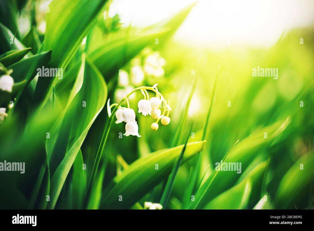 Meravigliosi fiori puri del Giglio della valle fioriscono tra giovani foglie verdi nella primavera dell'anno, illuminate dalla luce del sole. Forti contras Foto Stock