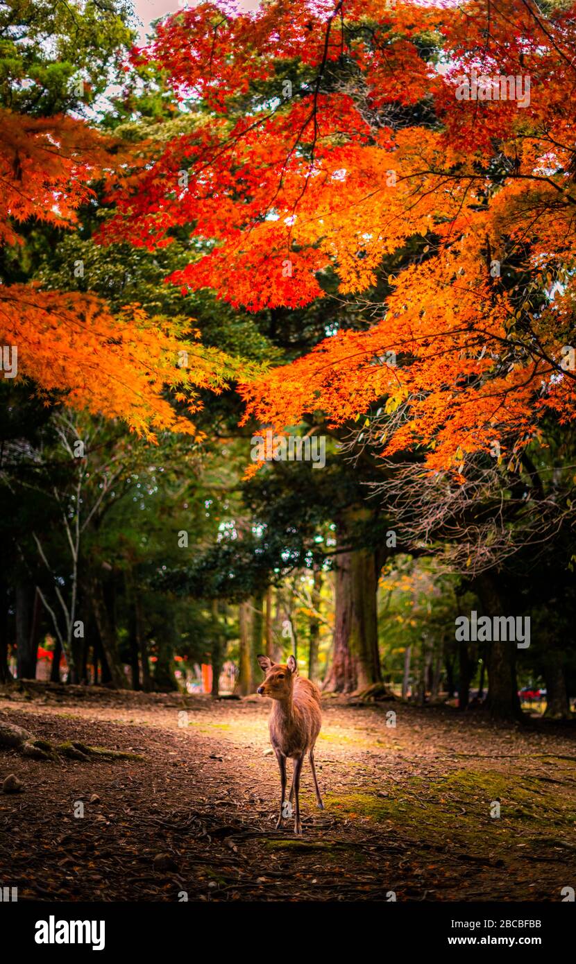 Cervo di Nara, Giappone Foto Stock
