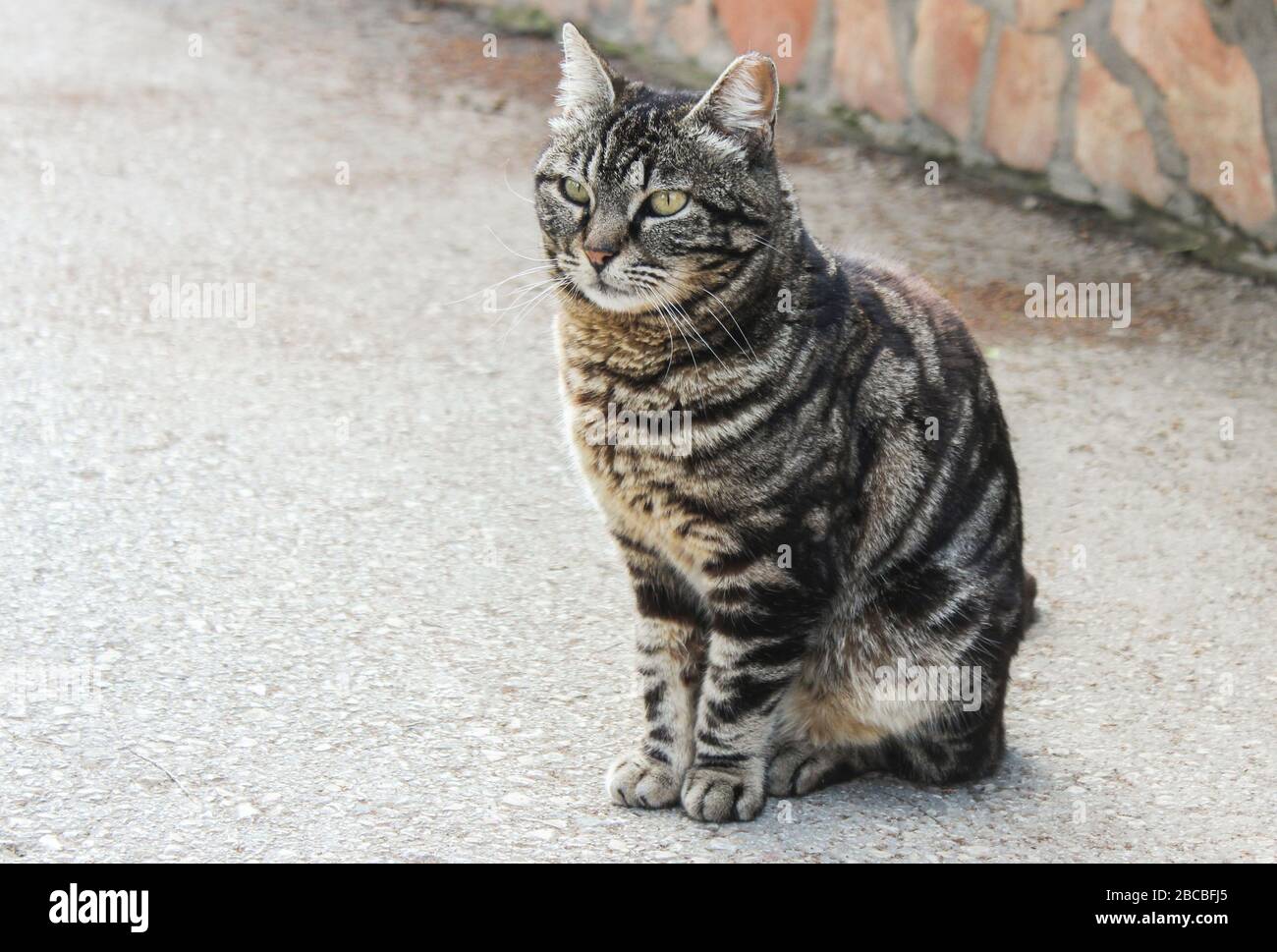 Bellissimo gatto grigio seduto sulla strada Foto Stock
