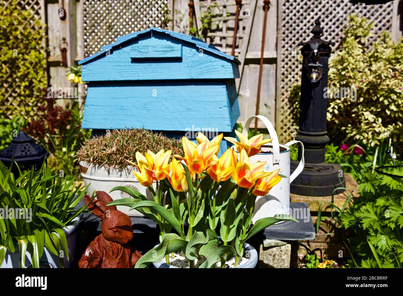 Tulipa ‘Winnipeg’ Greigii Tulip Foto Stock